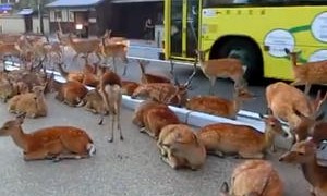 I cervi urbani di Nara in Giappone